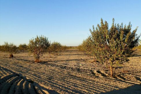 687_fincas-en-venta-132