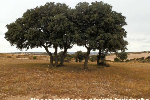 688_fincas-en-venta-74