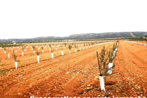 692_fincas-en-venta-0008