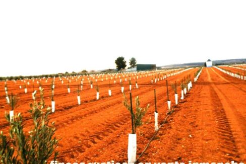 692_fincas-en-venta-0013
