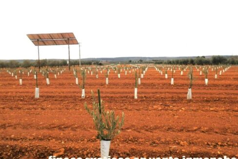 692_fincas-en-venta-0019