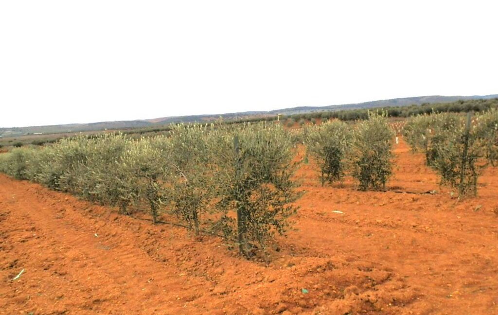 692_fincas-en-venta-0036