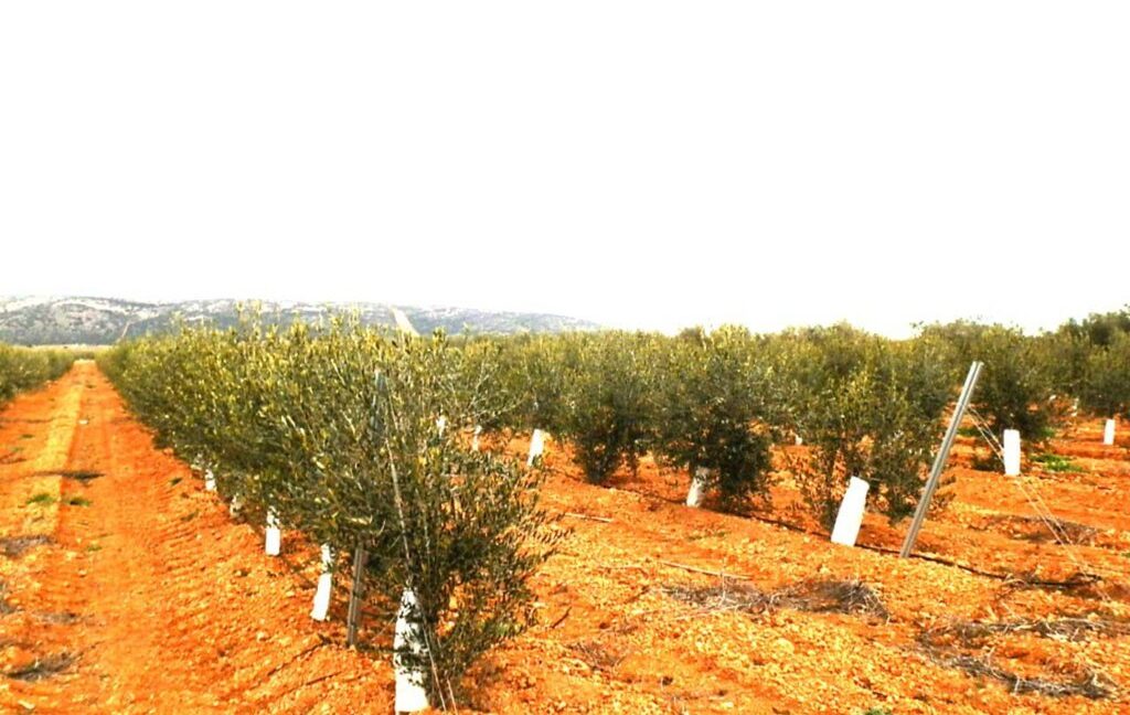 692_fincas-en-venta-0041