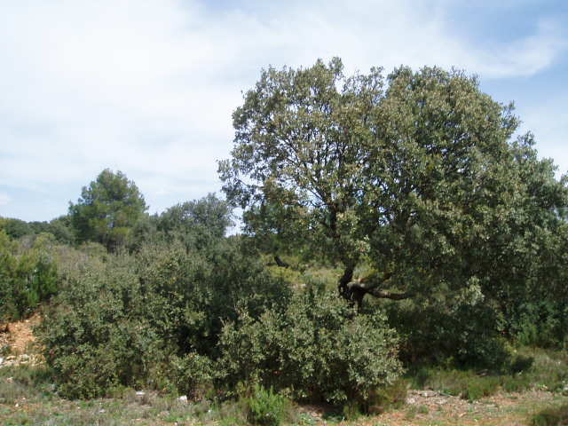 697_fincas-en-venta-13