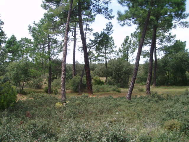 697_fincas-en-venta-19