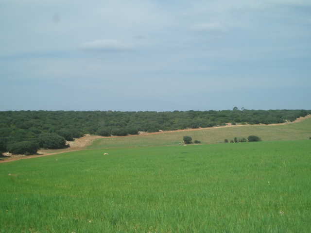 697_fincas-en-venta-7