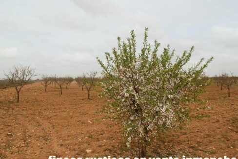 703_fincas-en-venta-0020