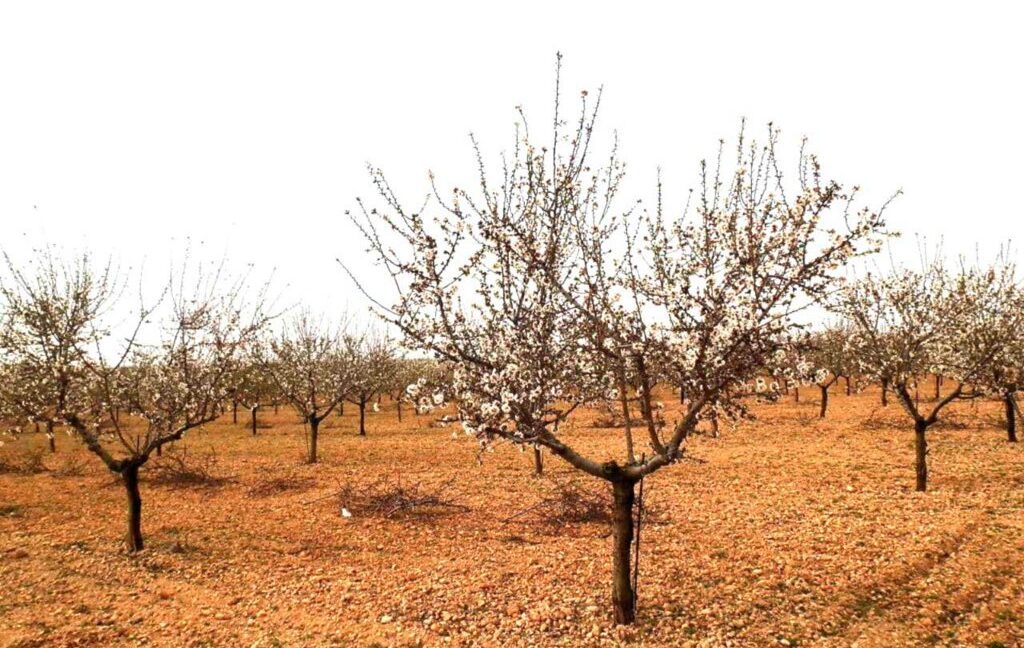 703_fincas-en-venta-0023