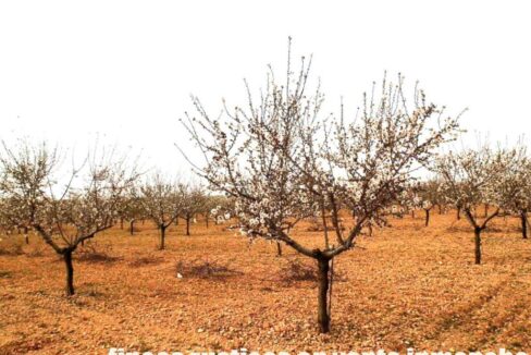 703_fincas-en-venta-0023