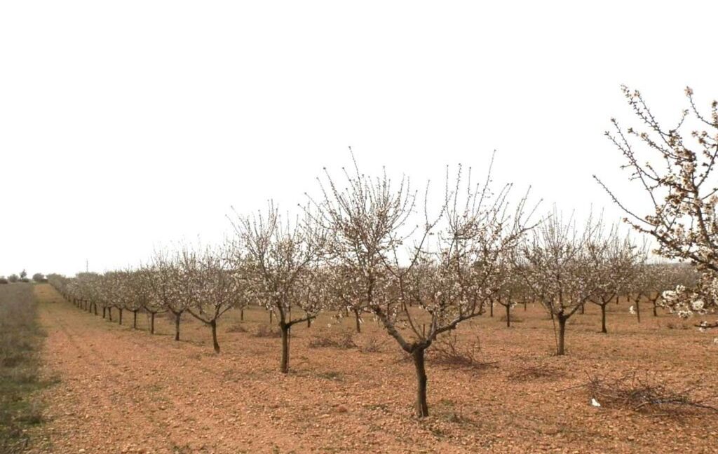 703_fincas-en-venta-0024