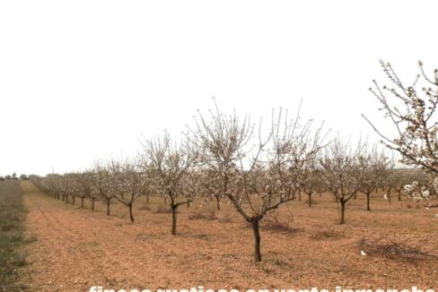 703_fincas-en-venta-0024