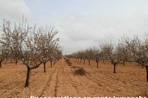703_fincas-en-venta-0025