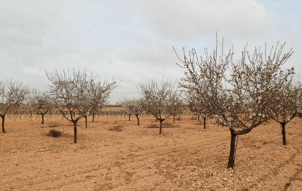 703_fincas-en-venta-0026