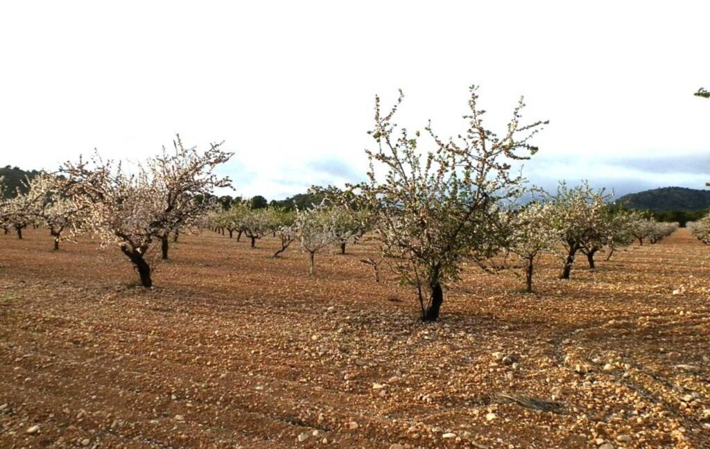 704_fincas-en-venta-100