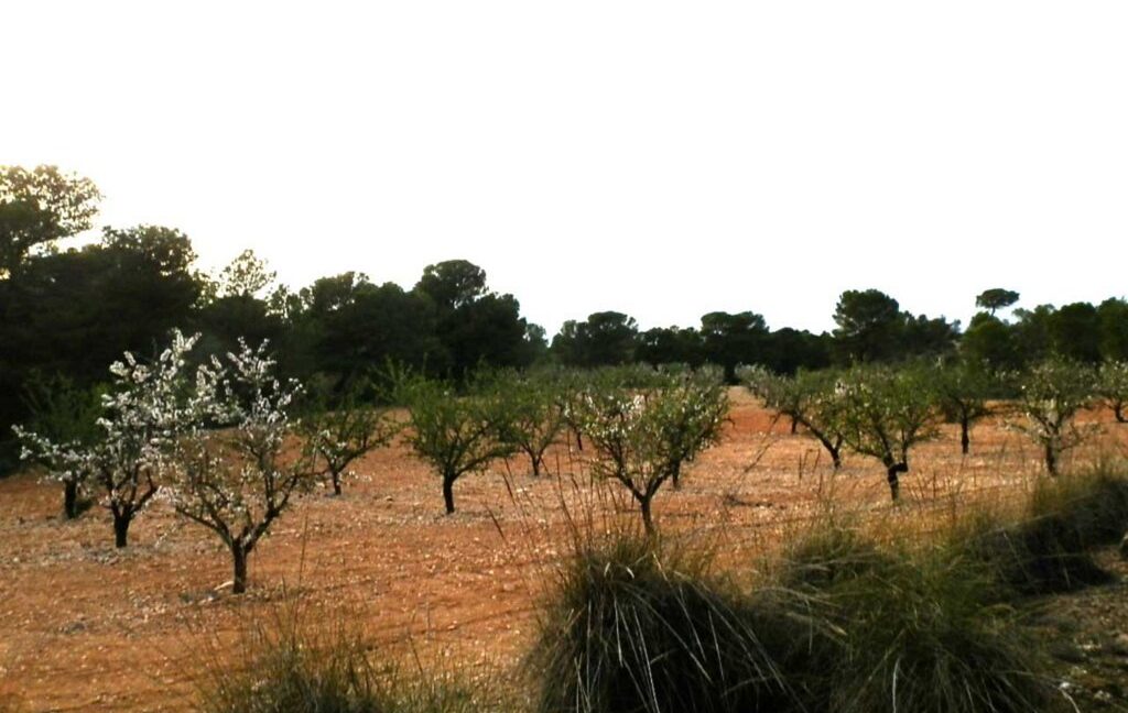 704_fincas-en-venta-106