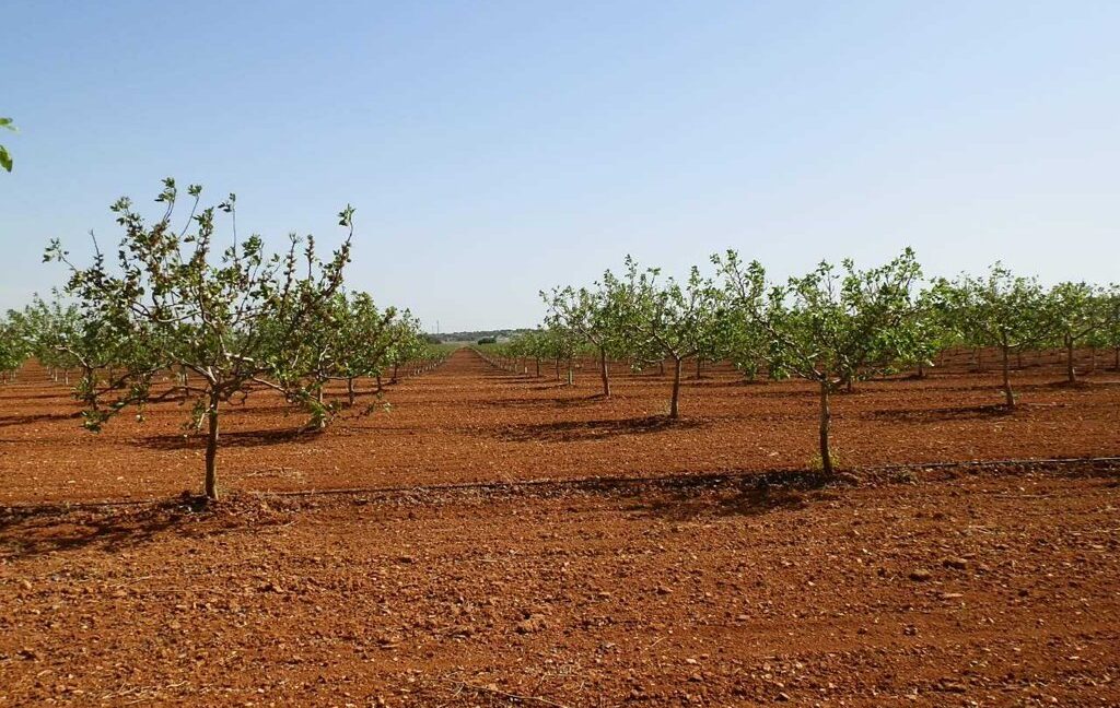 707_fincas-en-venta-002