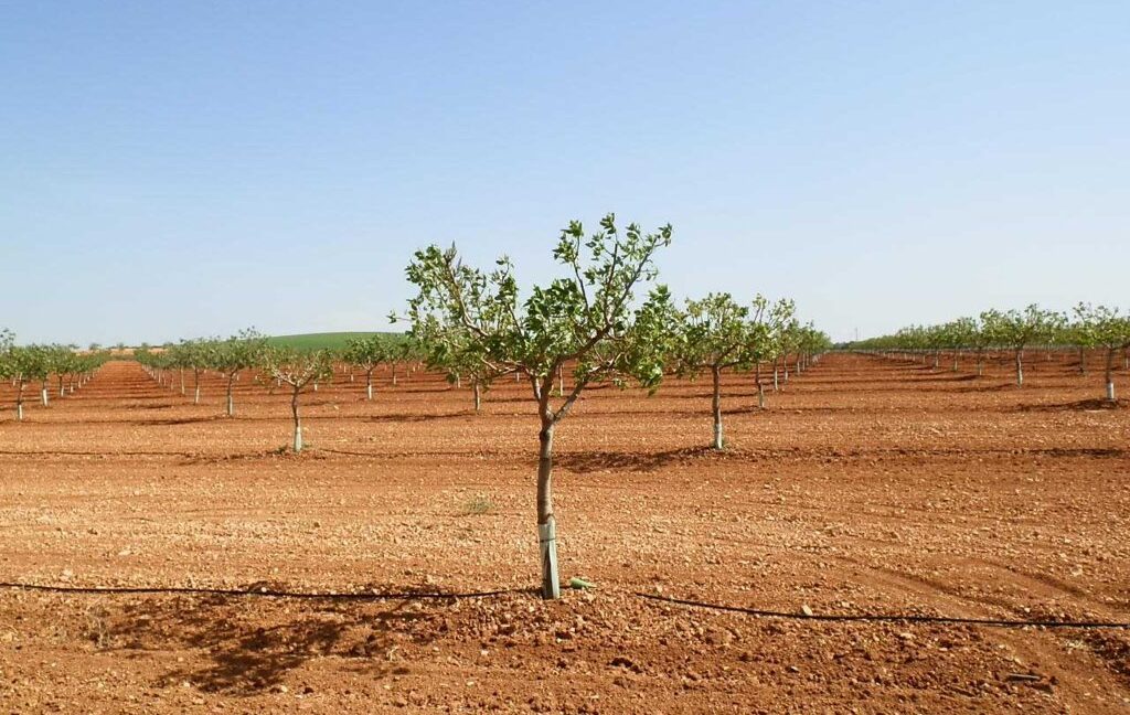 707_fincas-en-venta-007