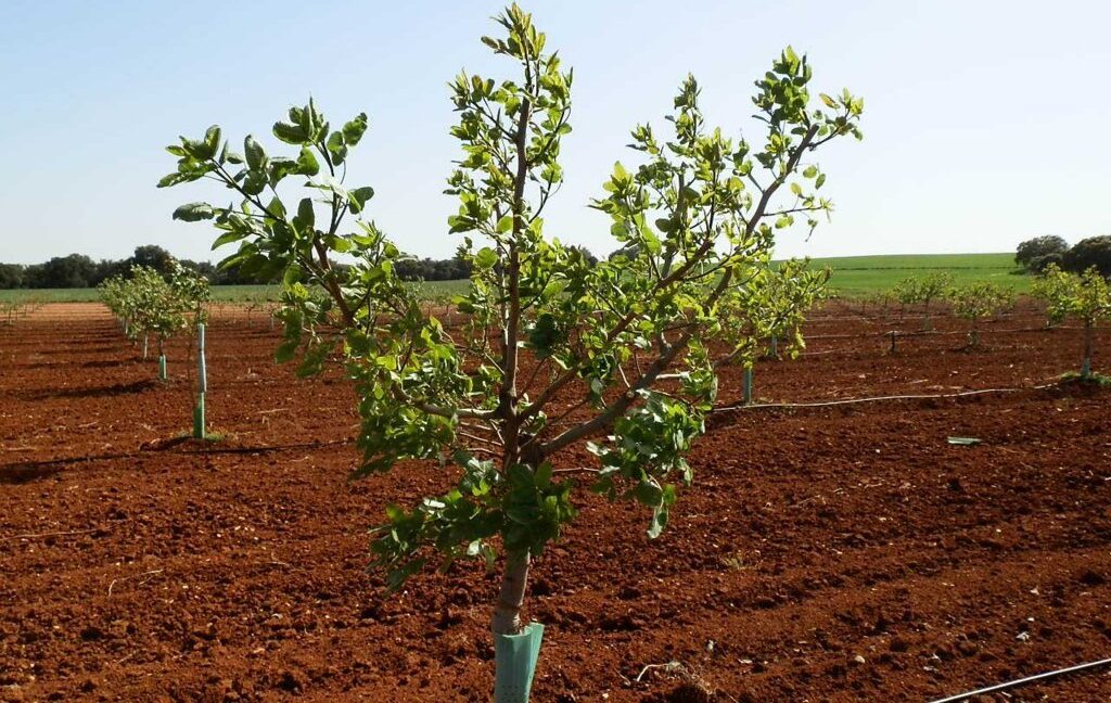 707_fincas-en-venta-015