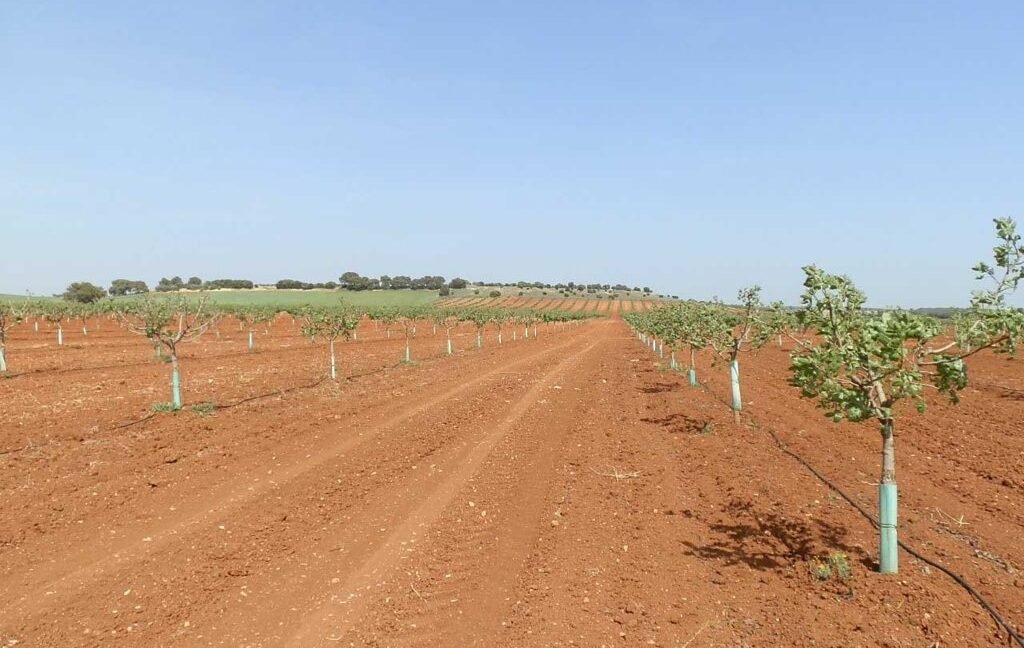 707_fincas-en-venta-017