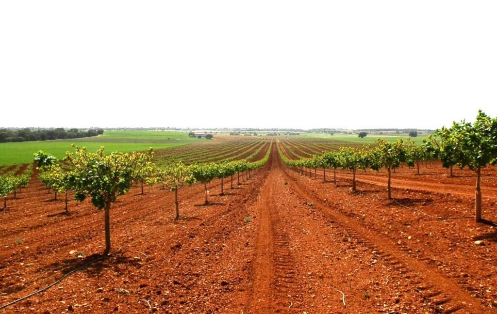 707_fincas-en-venta-019