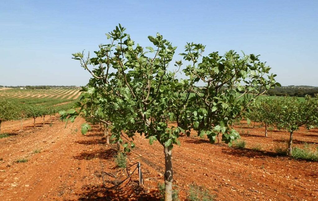 707_fincas-en-venta-025